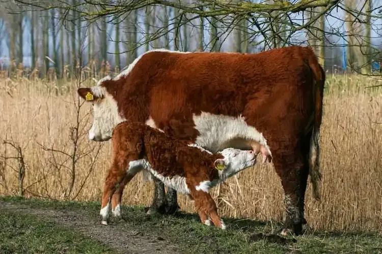 Reifer Sex Enger