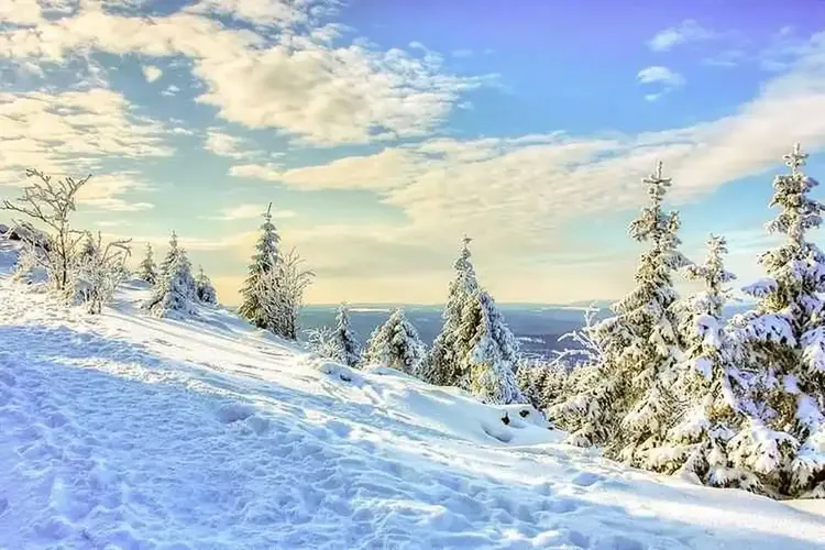 Reifer Sex Harz